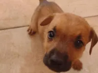Cachorro raça SRD-ViraLata idade Abaixo de 2 meses nome Rubble