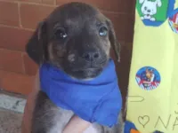 Cachorro raça SRD-ViraLata idade Abaixo de 2 meses nome Chase