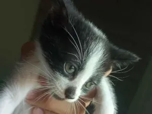 Gato raça SRD-ViraLata idade Abaixo de 2 meses nome Carneirinho 