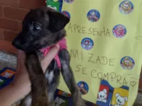 Cachorro raça SRD-ViraLata idade Abaixo de 2 meses nome Everest 