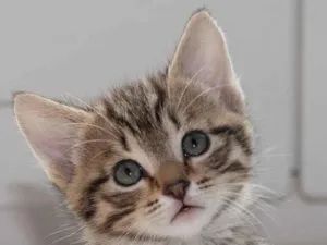 Gato raça Exótico idade 2 a 6 meses nome ALEXITA 