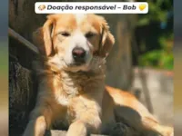 Cachorro raça SRD-ViraLata idade 6 ou mais anos nome Bob 
