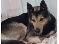 Cachorro raça Pastor Alemão idade 5 anos nome Pretinho 