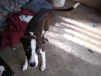 Cachorro raça SRD-ViraLata idade 7 a 11 meses nome Neguinha
