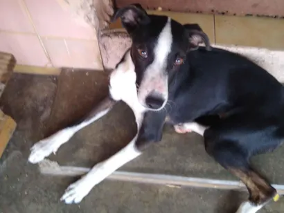 Cachorro raça SRD-ViraLata idade 7 a 11 meses nome Malandra 