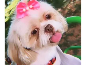 Cachorro raça Shitzu idade 7 a 11 meses nome Bela