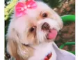 Cachorro raça Shitzu idade 7 a 11 meses nome Bela
