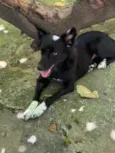 Cachorro raça SRD-ViraLata idade 7 a 11 meses nome Jade