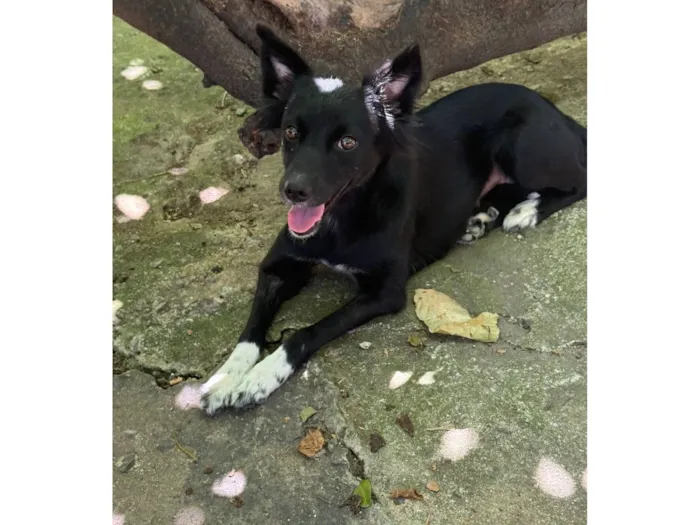 Cachorro raça SRD-ViraLata idade 7 a 11 meses nome Jade