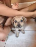 Cachorro raça SRD-ViraLata idade 2 a 6 meses nome Não tem nome