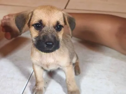 Cachorro raça SRD-ViraLata idade 2 a 6 meses nome Não tem nome
