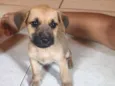 Cachorro raça SRD-ViraLata idade 2 a 6 meses nome Não tem nome