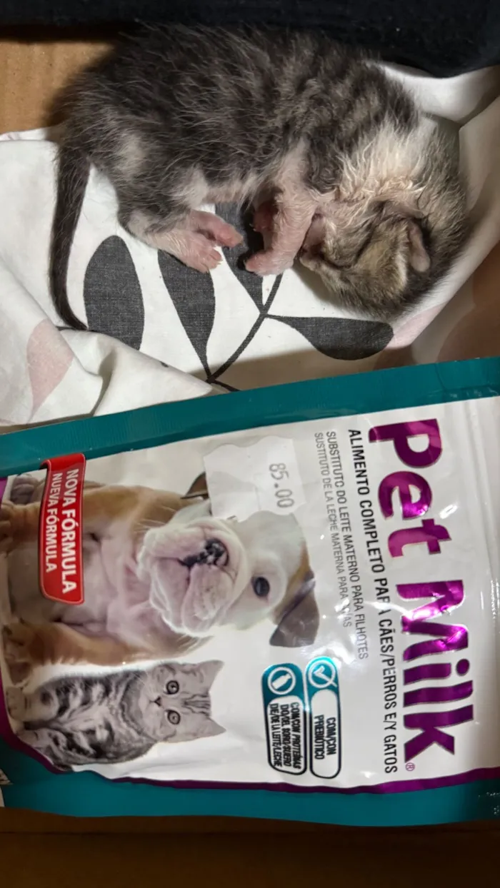 Gato raça SRD-ViraLata idade Abaixo de 2 meses nome Fabiola