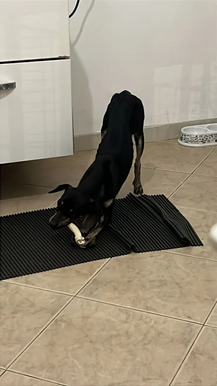 Cachorro raça SRD-ViraLata idade 1 ano nome muffin e bela 