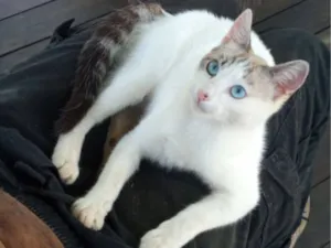 Gato raça SRD-ViraLata idade 2 a 6 meses nome Mila