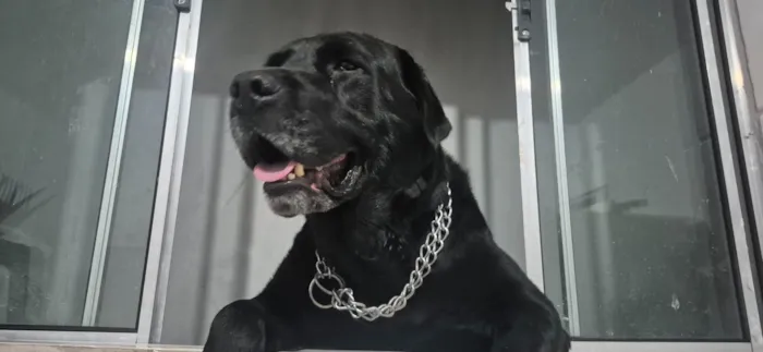 Cachorro raça Labrador idade 4 anos nome Doa-se labrador