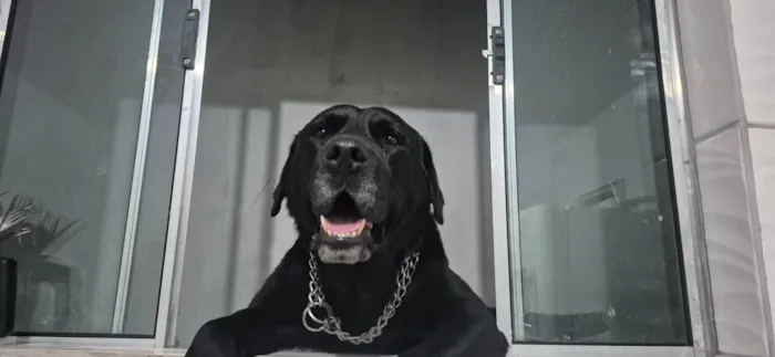 Cachorro raça Labrador idade 4 anos nome Doa-se labrador