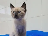 Gato raça SRD-ViraLata idade 2 a 6 meses nome Yago 