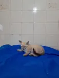 Gato raça SRD-ViraLata idade 2 a 6 meses nome Yuri