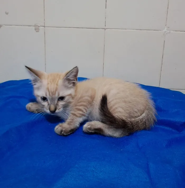 Gato raça SRD-ViraLata idade 2 a 6 meses nome Yuri