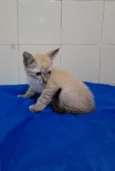 Gato raça SRD-ViraLata idade 2 a 6 meses nome Yuri