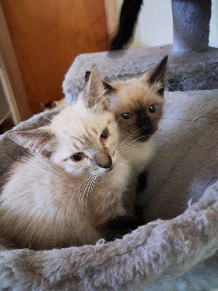 Gato raça SRD-ViraLata idade 2 a 6 meses nome Yuri