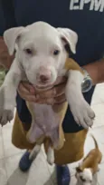 Cachorro raça Pit-Bull idade Abaixo de 2 meses nome Vários
