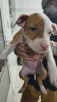 Cachorro raça Pit-Bull idade Abaixo de 2 meses nome Vários