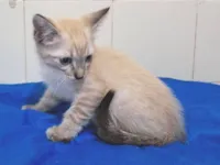 Gato raça SRD-ViraLata idade 2 a 6 meses nome Yuri