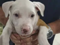 Cachorro raça Pit-Bull idade Abaixo de 2 meses nome Vários
