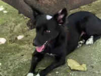 Cachorro raça SRD-ViraLata idade 7 a 11 meses nome Jade