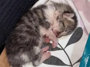 Gato raça SRD-ViraLata idade Abaixo de 2 meses nome Fabiola