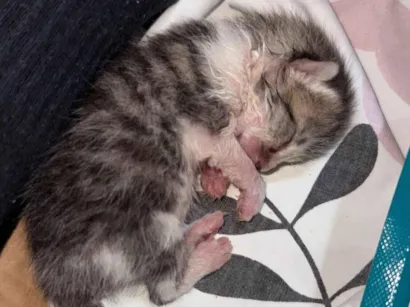 Gato raça SRD-ViraLata idade Abaixo de 2 meses nome Fabiola