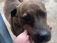 Cachorro raça SRD-ViraLata idade 3 anos nome Jonny