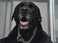 Cachorro raça Labrador idade 4 anos nome Doa-se labrador