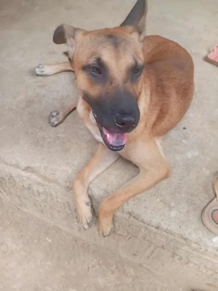 Cachorro raça Pastor Alemão idade 2 anos nome Bob jonh e pitaya