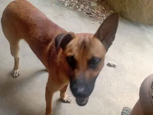 Cachorro raça Pastor Alemão idade 2 anos nome Bob jonh e pitaya