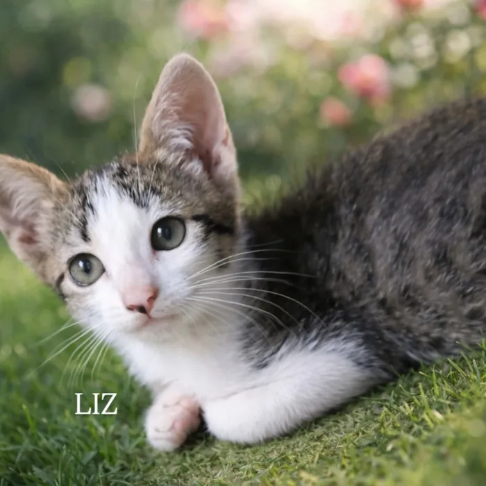 Gato raça SRD-ViraLata idade 2 a 6 meses nome Liz
