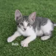 Gato raça SRD-ViraLata idade Abaixo de 2 meses nome Babi