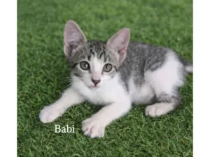 Gato raça SRD-ViraLata idade Abaixo de 2 meses nome Babi