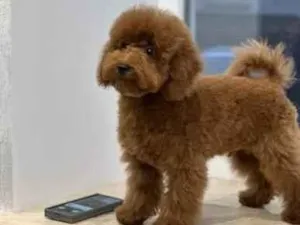 Cachorro raça Poodle idade 2 a 6 meses nome toy poodle sem nome