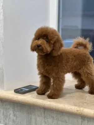 Cachorro raça Poodle idade 7 a 11 meses nome toy poodle sem nome