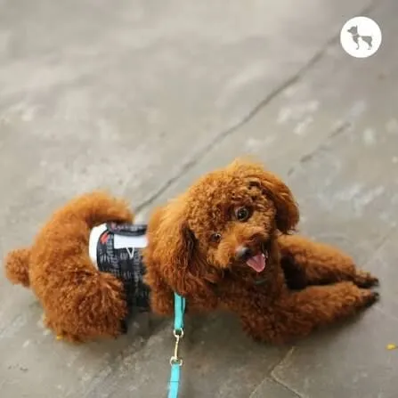 Cachorro raça Poodle idade 7 a 11 meses nome toy poodle sem nome