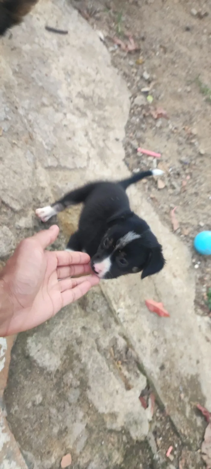 Cachorro raça SRD-ViraLata idade Abaixo de 2 meses nome tem nomes não 