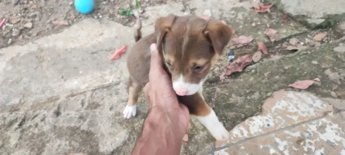 Cachorro raça SRD-ViraLata idade Abaixo de 2 meses nome tem nomes não 