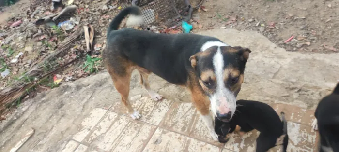 Cachorro raça SRD-ViraLata idade Abaixo de 2 meses nome tem nomes não 