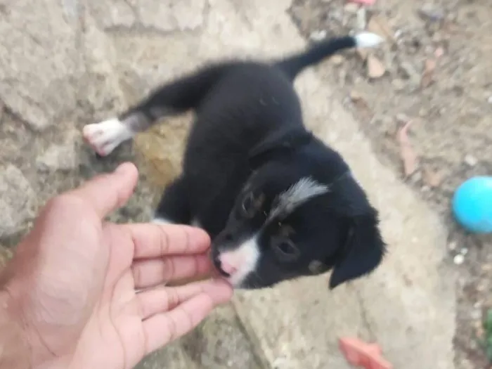 Cachorro raça SRD-ViraLata idade Abaixo de 2 meses nome tem nomes não 