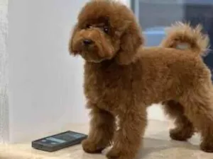 Cachorro raça Poodle idade 7 a 11 meses nome toy poodle sem nome