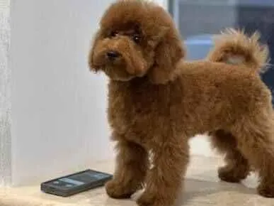 Cachorro raça Poodle idade 7 a 11 meses nome toy poodle sem nome