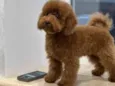 Cachorro raça Poodle idade 7 a 11 meses nome toy poodle sem nome